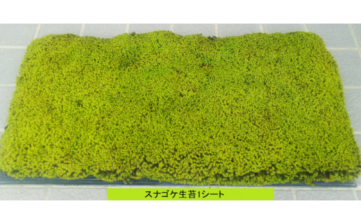 スナゴケ生苔6シート1セット