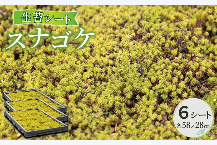スナゴケ生苔6シート1セット