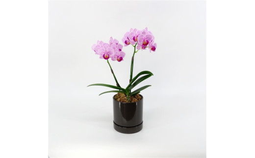 三木市で育てた大和ハウスのミニ胡蝶蘭 COCOLAN ベーシック（2本立ち） 【お花の色お任せ】
