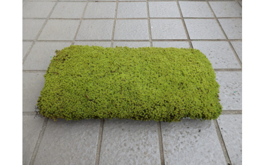 スナゴケプレート4枚1組