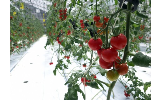 愛情たっぷり育てられた極糖トマト　うふふの実 1kg×2