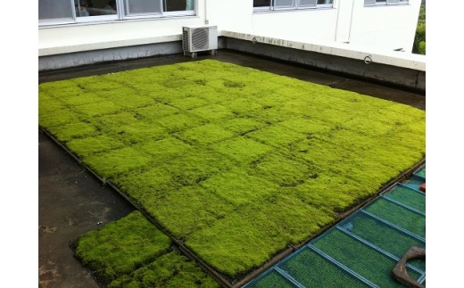 スナゴケで屋上緑化１㎡