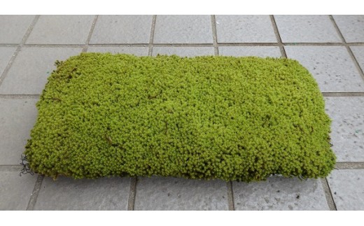 スナゴケプレート ９枚１組