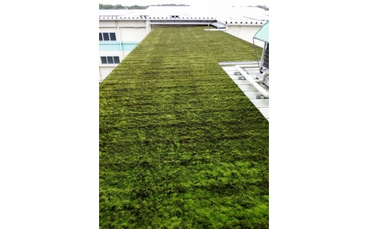 スナゴケプレート ９枚１組