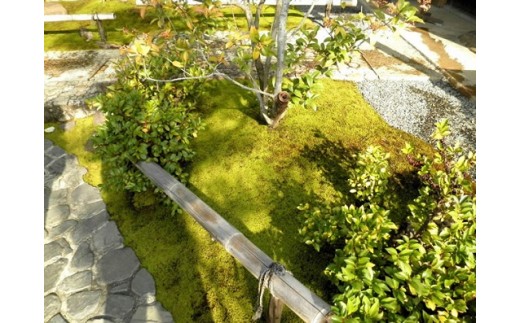 スナゴケで庭園緑化１㎡