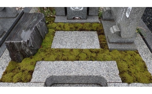 スナゴケで墓地緑化１㎡