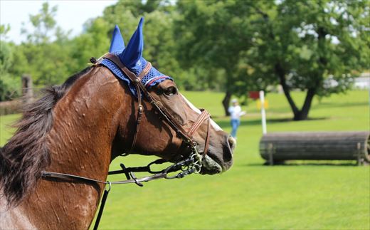 ホーストレッキング利用チケット