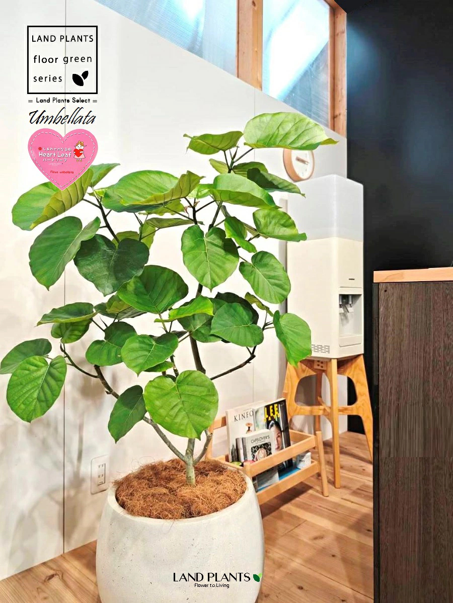 ウンベラータ （低木仕立ての自然樹形） 10号 白色 ぽってり スタイリッシュ 植木鉢 1鉢 【内部受皿・ココファイバー】 フィカス フィカスウンベラータ ゴム ゴムの木 ウランベータ ウンダベータ Ficus umbellata