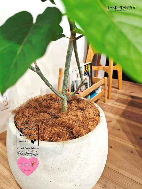 ウンベラータ （低木仕立ての自然樹形） 10号 白色 ぽってり スタイリッシュ 植木鉢 1鉢 【内部受皿・ココファイバー】 フィカス フィカスウンベラータ ゴム ゴムの木 ウランベータ ウンダベータ Ficus umbellata