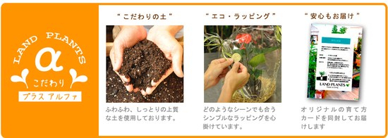 オリーブ 10号 黒色 セラアート鉢【バークチップ・育て方】 大型 尺 尺鉢 鉢植え 苗 苗木 オリーブ苗 オリーブの木 オリーブの樹 観葉植物 植木 ココヤシファイバー ヤシ繊維 橄欖（かんらん）ブラック 黒 プラ鉢