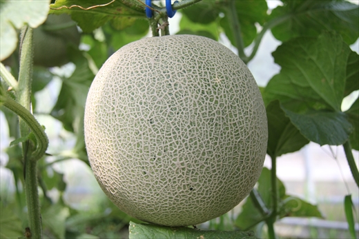 マスクメロン２個セット【北海道・沖縄・離島　配送不可】