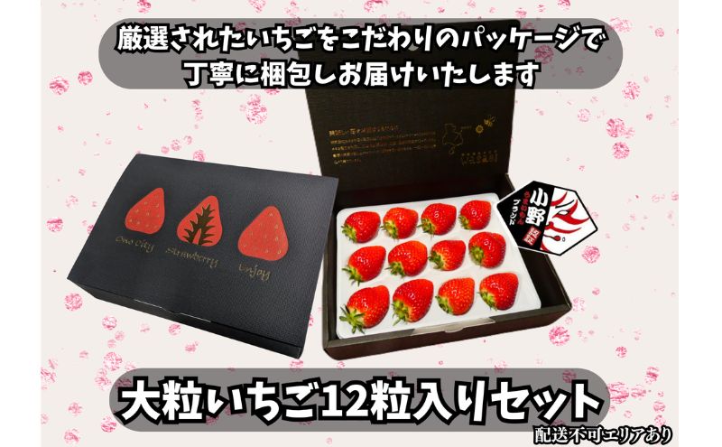 大粒いちご 12粒入りセット [ いちご イチゴ 苺 フルーツ 果物 新鮮 糖度 ] 果物類 