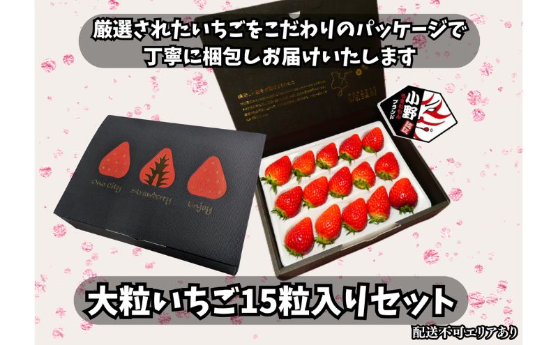 大粒いちご 15粒入りセット [ いちご イチゴ 苺 フルーツ 果物 新鮮 糖度 ] 果物類 