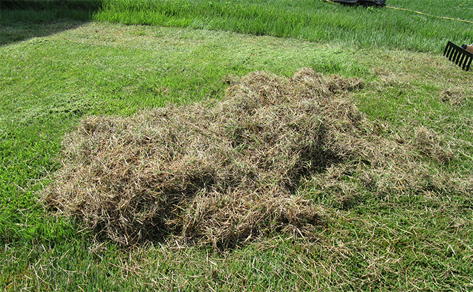 芝生のサッチ取りレーキ12本爪伸縮アルミ柄付「4036」[ 園芸 園芸用具 庭 手入れ ] 雑貨 日用品 芝刈機 