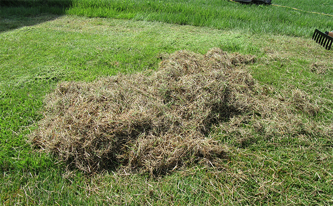 ガーデニング 芝生のサッチ取り 小 8本爪 600mm アルミ柄付 「4010」 サッチ 取り 機 レーキ 芝生 芝刈り 庭 庭掃除 庭掃除道具 園芸 園芸用品 ガーデニング用品 兵庫 兵庫県 小野市