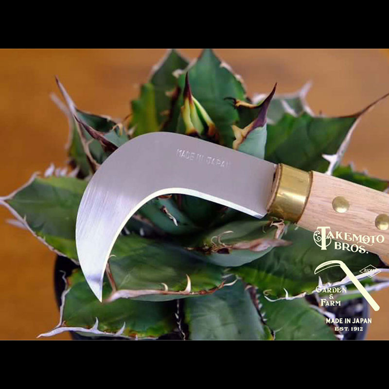 アガベ ・キノコ鎌　Agave Mushroom sickle／135ｍｍ　園芸 鎌 観葉植物 収穫 繁殖 胴切り 子株切り ガーデニング