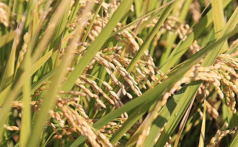 兵庫県小野市産 ヒノヒカリ 5kg（精米）　米 コメ こめ ごはん 白米 精米 ひのひかり 兵庫県 小野市