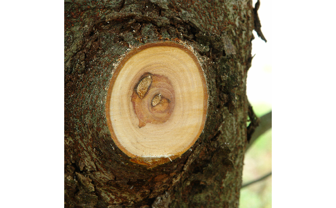 900-74　両手で握れて力強く切れる　ビッグボーイ万能目　本体 雑貨 日用品 