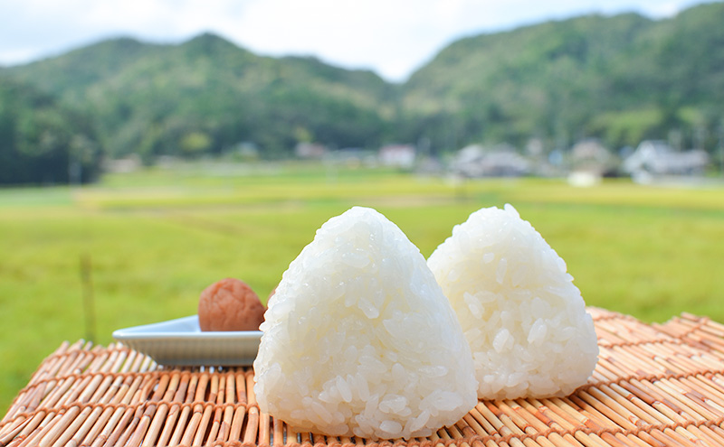 兵庫県三田市波豆川産コシヒカリ (さとのたから) 限定 3ヶ月 5kg こめ コメ お米 白米 こしひかり 数量限定 訳あり ふるさと納税 ふるさと 人気 おすすめ 送料無料 兵庫県 三田市