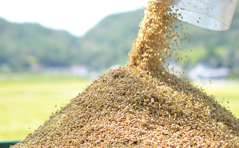 兵庫県三田市波豆川産コシヒカリ (さとのたから) 限定 3ヶ月 5kg こめ コメ お米 白米 こしひかり 数量限定 訳あり ふるさと納税 ふるさと 人気 おすすめ 送料無料 兵庫県 三田市