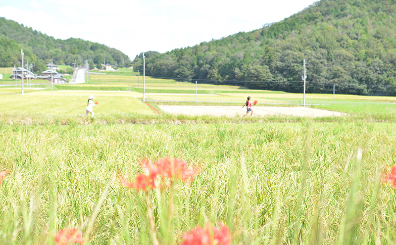 兵庫県三田市波豆川産コシヒカリ (さとのたから) 限定 3ヶ月 5kg こめ コメ お米 白米 こしひかり 数量限定 訳あり ふるさと納税 ふるさと 人気 おすすめ 送料無料 兵庫県 三田市