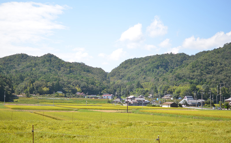 兵庫県三田市波豆川産コシヒカリ (さとのたから) 限定 3ヶ月 5kg こめ コメ お米 白米 こしひかり 数量限定 訳あり ふるさと納税 ふるさと 人気 おすすめ 送料無料 兵庫県 三田市