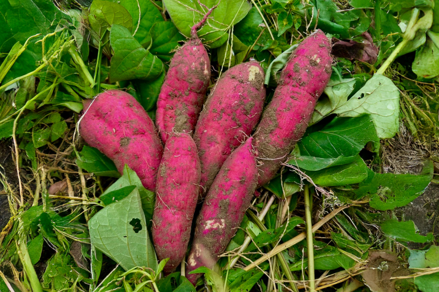 さつまいも 紅はるか 5kg 【2025年11月前半〜2026年3月後半配送】 [SSSファーム 兵庫県 三田市 3d28bed520000] 芋 さつま芋 べにはるか お芋 5キロ