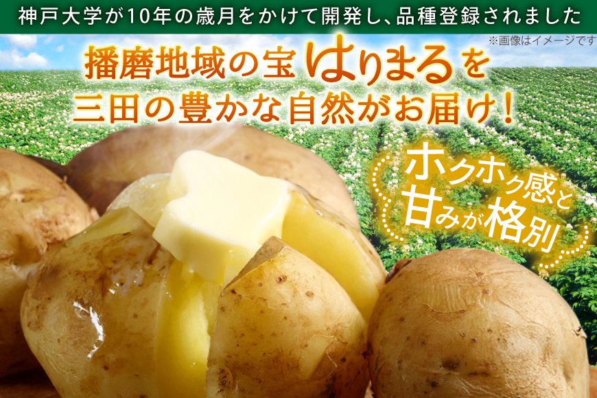 じゃがいも はりまる 1kg 【期間限定発送】[SSSファーム 兵庫県 三田市 3d28bed520003] ジャガイモ 芋 いも じゃが芋 ポテト 国産 野菜 ふるさと納税