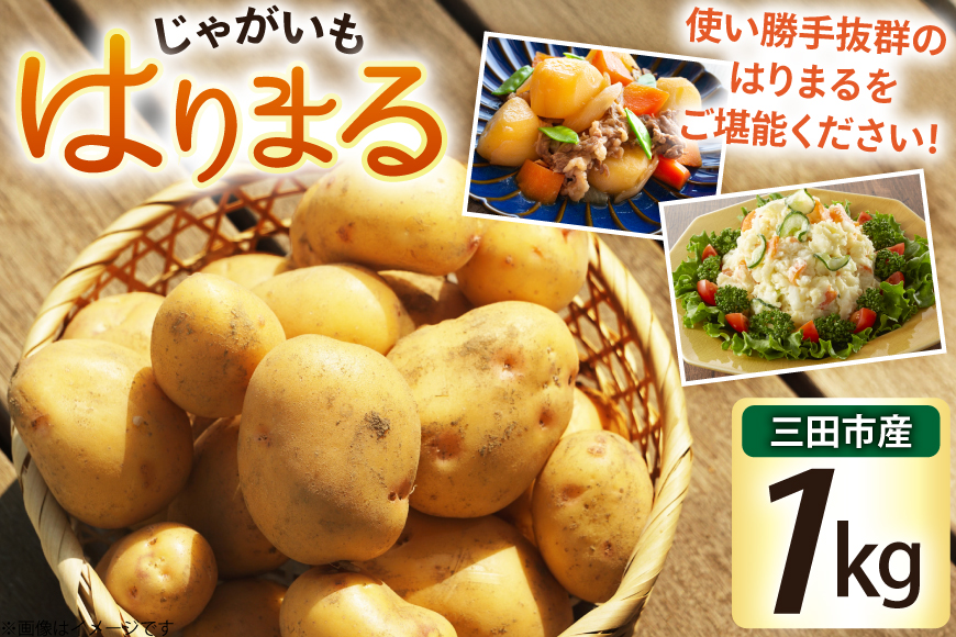 じゃがいも はりまる 1kg 【期間限定発送】[SSSファーム 兵庫県 三田市 3d28bed520003] ジャガイモ 芋 いも じゃが芋 ポテト 国産 野菜 ふるさと納税