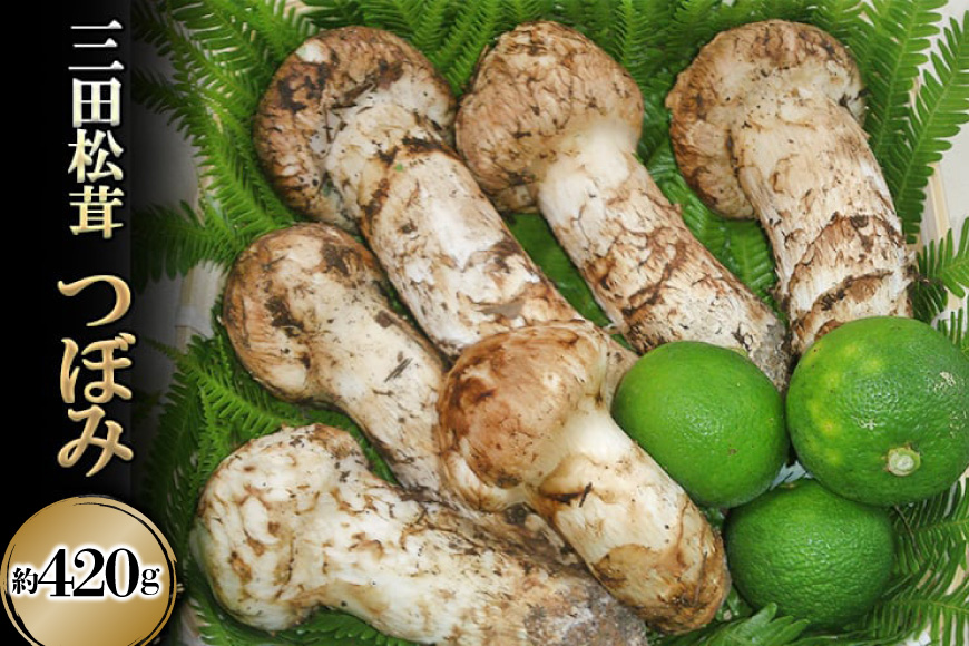 【ふるさと納税】 三田 松茸 つぼみ 約420g (5〜7本) まつたけ 秋の味覚 きのこ キノコ 旬の野菜 贈答品 お歳暮 新年 年末 贈り物 ギフト 食品 ギフト  ふるさと納税 ふるさと 人気 おすすめ 送料無料 兵庫県 三田市 [3d28bae460001]