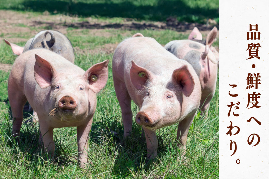 豚肉 豚こまキューブ 1kg 豚こま 豚こま肉 豚 こま切れ [司フーズ・システム 兵庫県 三田市 3d28bdy500000] ぶた ぶたこま 細切れ 豚キューブ 精肉 冷凍 お弁当 おかず