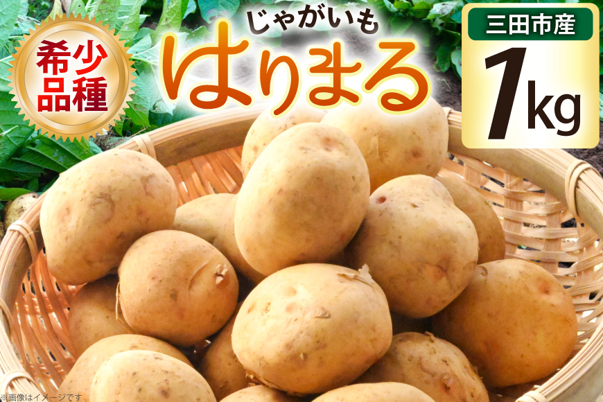 じゃがいも はりまる 1kg 【期間限定発送】[SSSファーム 兵庫県 三田市 3d28bed520003] ジャガイモ 芋 いも じゃが芋 ポテト 国産 野菜 ふるさと納税