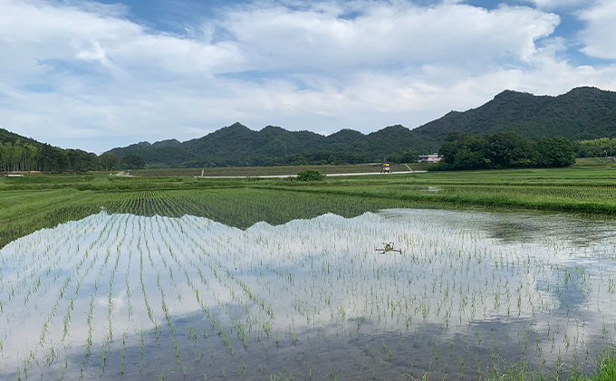 令和5年産 播州加西産 お米 食べ比べ 3種 福袋（コシヒカリ、きぬむすめ、ヒノヒカリ）2kg×3（計6kg）