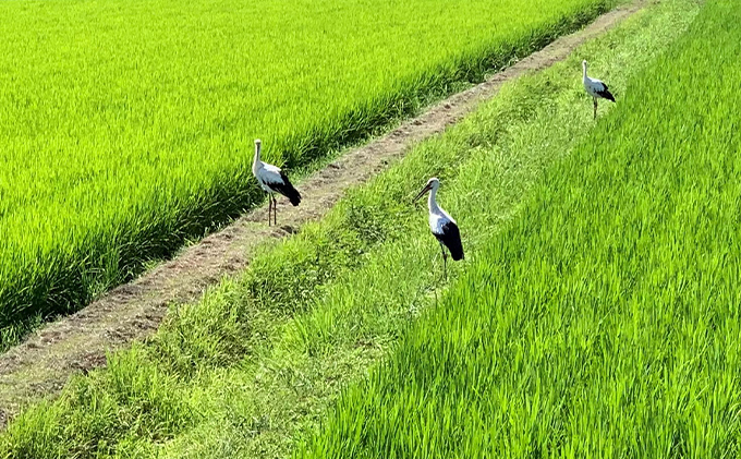 令和5年産 播州加西産 お米 食べ比べ 3種 福袋（コシヒカリ、きぬむすめ、ヒノヒカリ）2kg×3（計6kg）