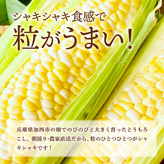 朝どれとうもろこし 5本～20本 約2～8kg前後 冷蔵 クール便 とうもろこし 季節の野菜 旬の野菜 新鮮 トウモロコシ 農家直送 夏野菜 野菜 お届け：2024年6月中旬～2024年7月上旬