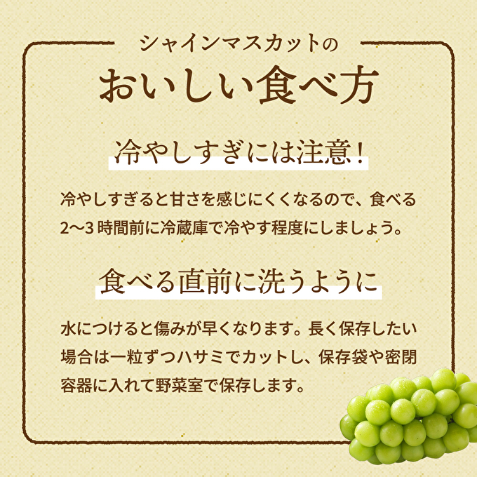 シャインマスカット 2房 セット 約1.2～1.5kg ぶどう 葡萄 ブドウ マスカット 種なし 高級ぶどう フルーツ 果物 くだもの 季節のフルーツ 旬のフルーツ お届け：2024年9月上旬～2024年10月上旬