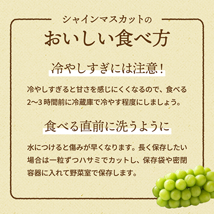 【令和8年産】シャインマスカット 2房 セット 約1.2～1.5kg ぶどう 葡萄 ブドウ マスカット 種なし 高級ぶどう フルーツ 果物 くだもの 季節のフルーツ 旬のフルーツ