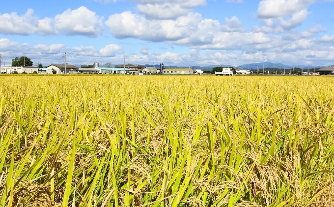 米 【令和5年産】神大のおこめ（特別栽培米ヒノヒカリ）玄米30kg