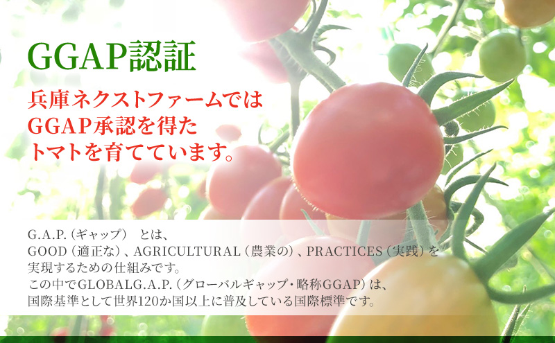 トマト 食べ比べ 2種 天然水トマト カリーナ 計10パック ミニトマト 兵庫県産 野菜 高品質 1箱 甘い あまい 夏野菜 糖度 お取り寄せ