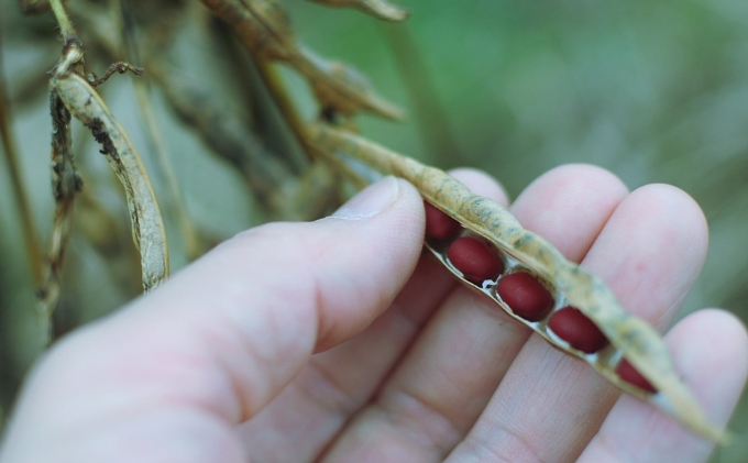 黒大豆 小豆 セット KURO 丹波黒 2本 AKA 丹波大納言小豆 食べ比べ ten 国産 豆 マメ だいず ダイズ くろだいず あずき アズキ 黒豆 くろまめ 野菜 産地直送 おやつ 健康 おつまみ つまみ お正月 食べ比べセット 兵庫県 兵庫
