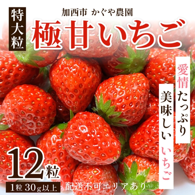 【令和8年産】 かぐや農園の極甘 いちご 特大粒 12粒 果物 フルーツ 果実 高設栽培方式 紅ほっぺ かおり野 ロマンベリー お楽しみ