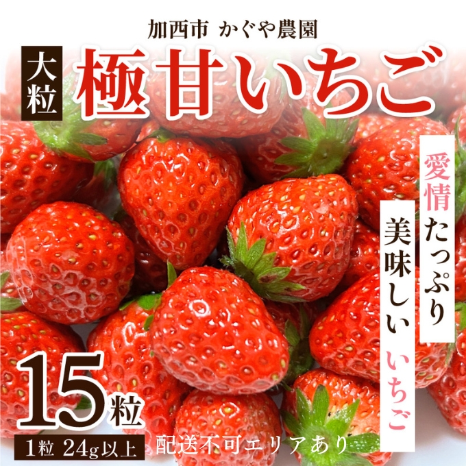 【令和8年産】 かぐや農園の極甘 いちご 大粒 15粒 果物 フルーツ 果実 高設栽培方式 紅ほっぺ かおり野 ロマンベリー お楽しみ