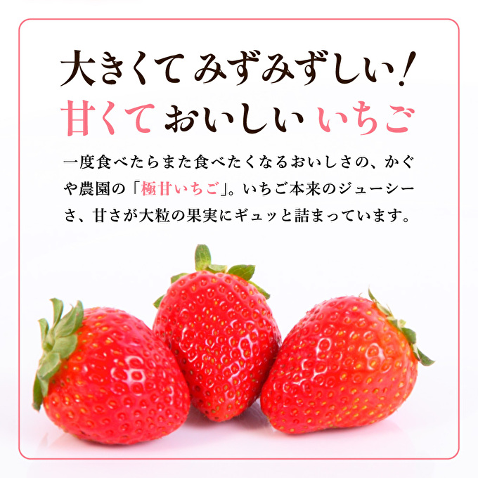【令和8年産】 かぐや農園の極甘 いちご 特大粒 24粒 果物 フルーツ 果実 高設栽培方式 紅ほっぺ かおり野 ロマンベリー お楽しみ