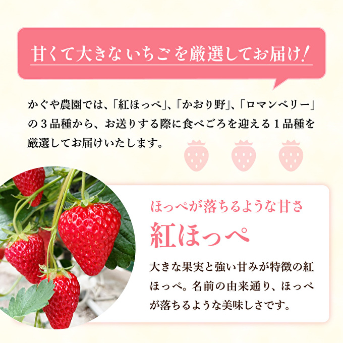 【令和8年産】 かぐや農園の極甘 いちご 特大粒 12粒 果物 フルーツ 果実 高設栽培方式 紅ほっぺ かおり野 ロマンベリー お楽しみ