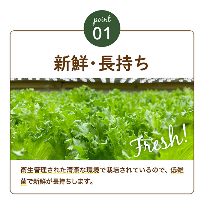 レタス ピュアリーフ 6個入り リーフレタス 栽培期間中 無農薬 新鮮 サラダ 最新植物工場レタス
