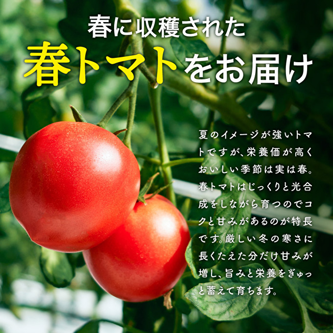 トマト 4kg トマトの一番星 野菜 とまと 完熟 高糖度 甘い 受賞 冷蔵配送