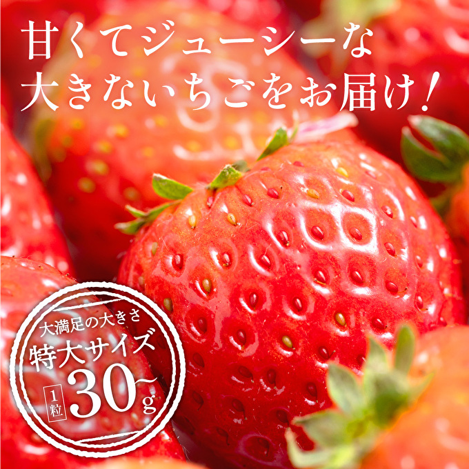 【令和8年産】 かぐや農園の極甘 いちご 特大粒 24粒 果物 フルーツ 果実 高設栽培方式 紅ほっぺ かおり野 ロマンベリー お楽しみ