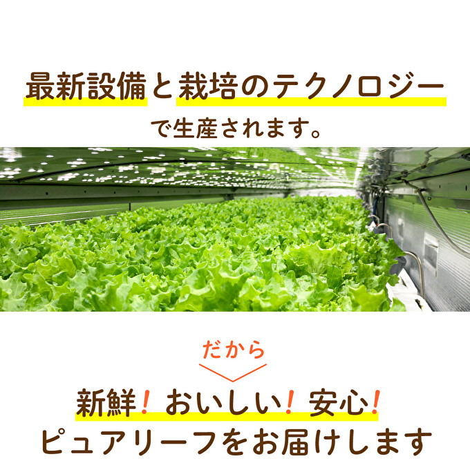 レタス ピュアリーフ 4個入り リーフレタス 栽培期間中 無農薬 新鮮 サラダ 最新植物工場レタス