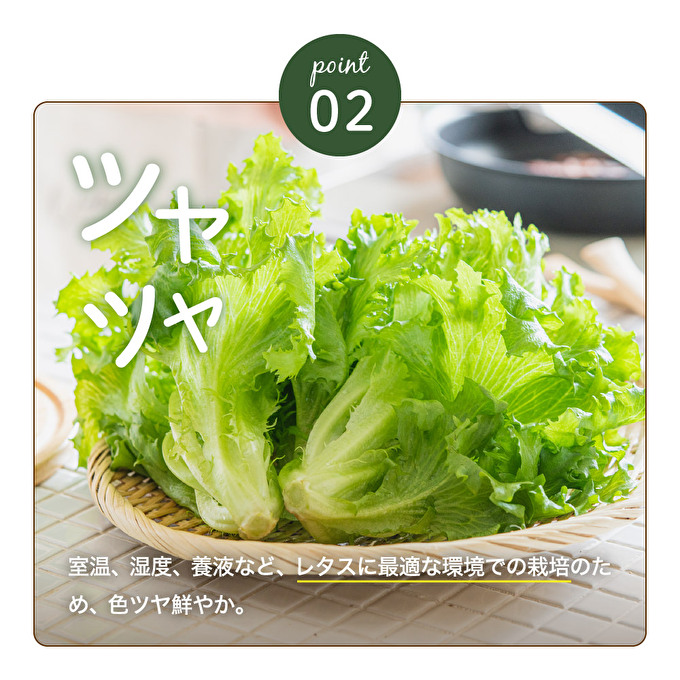 レタス ピュアリーフ 4個入り リーフレタス 栽培期間中 無農薬 新鮮 サラダ 最新植物工場レタス