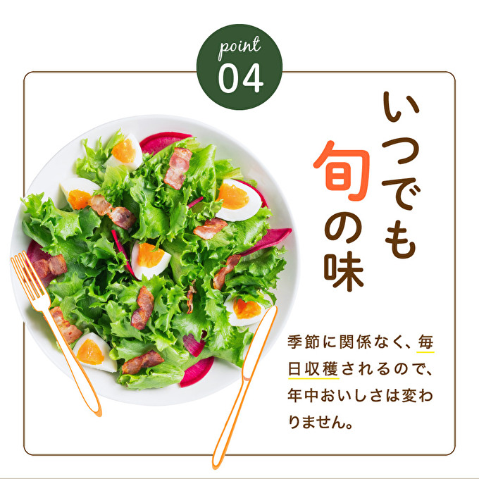 レタス ピュアリーフ 4個入り リーフレタス 栽培期間中 無農薬 新鮮 サラダ 最新植物工場レタス